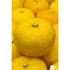Yuzu AB:pot 3L -Jardinoux Soldes Magasin 540978 001