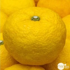 Yuzu AB:pot 3L -Jardinoux Soldes Magasin 540978 002