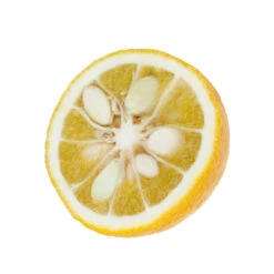 Yuzu AB:pot 3L -Jardinoux Soldes Magasin 540978 003