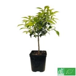Yuzu AB:pot 3L -Jardinoux Soldes Magasin 540978 005