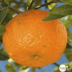 Agrumes XXL: C 5L - Variétés Variables -Jardinoux Soldes Magasin 552321 003