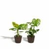 Monstera Deliciosa, Bananier Musa Et Leurs Paniers Noirs, Duo De Plantes - Grandes Plantes D'intérieur 1 Monstera Deliciosa, Bananier Musa Et Leurs Paniers Noirs, Duo De Plantes - Grandes Plantes D'intérieur -Jardinoux Soldes Magasin 555ec1d9bf9e3b70