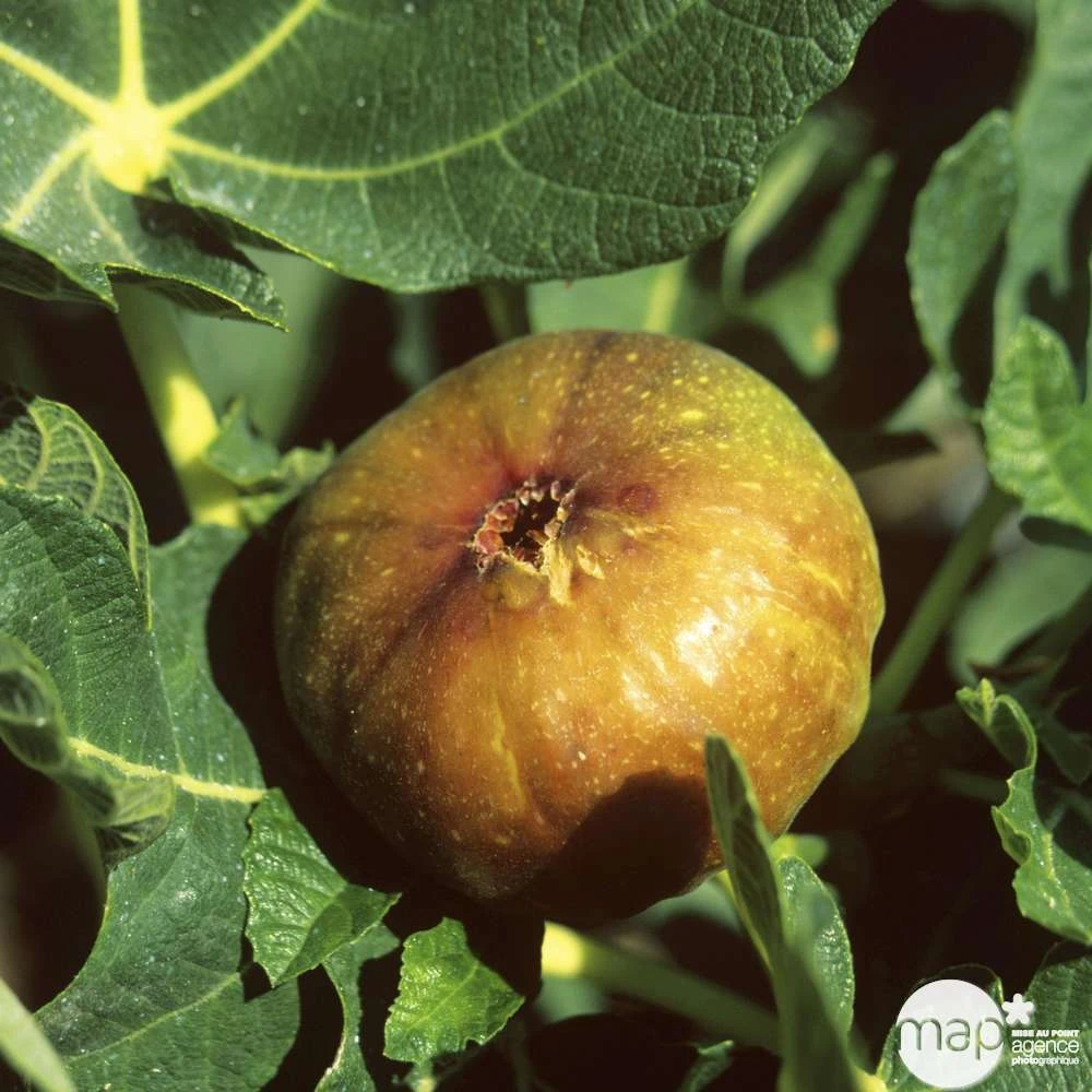 Figuier 'Madeleine Des Deux Saisons' :tige Conteneur 10 Litres 4 Figuier 'Madeleine Des Deux Saisons' :tige Conteneur 10 Litres – Image 2