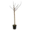 Figuier Carica 'Brown Turkey' : Tige, Conteneur 10L -Jardinoux Soldes Magasin 563583 2074516 1
