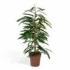 Ficus Amstel King - H100cm, ø21cm - Très Grande Plante D'intérieur -Jardinoux Soldes Magasin 585d10a644b52216