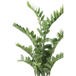 Emerald Zamioculcas Artificiel Vert 110 Cm 11.662c -Jardinoux Soldes Magasin 5a0c42465f6daccf