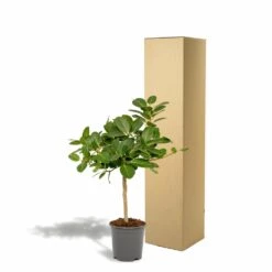 Ficus Benghalensis - H75cm, ø21cm - Grande Plante D'intérieur -Jardinoux Soldes Magasin 5c1e293321750c74