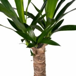Yucca - H40cm, ø14cm - Plante D'intérieur -Jardinoux Soldes Magasin 5f16e0f52d300105