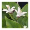 Citronnier "4 Saisons" : H.40/60 Cm - Pot De 5 Litres -Jardinoux Soldes Magasin 619974 002