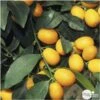 Kumquat : H.40/60 Cm - Pot De 5 Litres -Jardinoux Soldes Magasin 619976 001