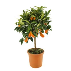 Kumquat : H.40/60 Cm - Pot De 5 Litres -Jardinoux Soldes Magasin 619976 003