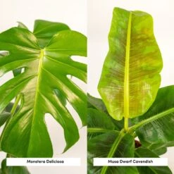 Delicious Monstera, Bananier Musa - Plantes D'intérieur -Jardinoux Soldes Magasin 6222b7b26ebb253f