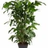 Caryota Mitis - Pot ⌀27 Cm - H. 120-130cm (hauteur Pot Incluse) -Jardinoux Soldes Magasin 628632b49c7b67.67025966