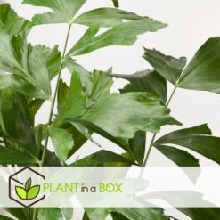 Caryota Mitis - Pot ⌀27 Cm - H. 120-130cm (hauteur Pot Incluse) -Jardinoux Soldes Magasin 628632b4a09989.02712162