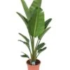 Strelitzia Nicolai - Pot ⌀28 Cm - H. 150-170cm (hauteur Pot Incluse) 1 Strelitzia Nicolai - Pot ⌀28 Cm - H. 150-170cm (hauteur Pot Incluse) -Jardinoux Soldes Magasin 6286357f889193.83343922