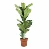 Ficus Lyrata - Pot ⌀21cm - H.90-110cm (hauteur Pot Incluse) -Jardinoux Soldes Magasin 628bcf28143460.13674956