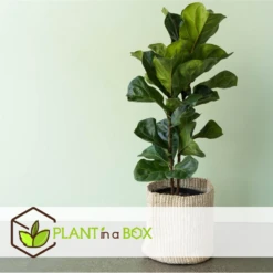 Ficus Lyrata - Pot ⌀21cm - H.90-110cm (hauteur Pot Incluse) -Jardinoux Soldes Magasin 628bcf2818b6e1.54634817