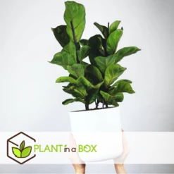 Ficus Lyrata - Pot ⌀21cm - H.90-110cm (hauteur Pot Incluse) -Jardinoux Soldes Magasin 628bcf282ed869.06342210