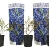 Set De 3 Myrtilliers - Pot ⌀9cm - H.25-40cm (hauteur Pot Incluse) 1 Set De 3 Myrtilliers - Pot ⌀9cm - H.25-40cm (hauteur Pot Incluse) -Jardinoux Soldes Magasin 628bd093160b60.58868685