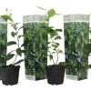 Set De 3 Citrus Lime - Pot ⌀9cm - H.25-40cm (hauteur Pot Incluse) -Jardinoux Soldes Magasin 628c216d8cb283.55661086