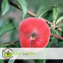 Pêcher De Vigne - Pot ⌀15cm - H.60-70cm (hauteur Pot Incluse) -Jardinoux Soldes Magasin 628c216ed2ae19.01599514