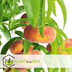 Pêcher De Vigne - Pot ⌀15cm - H.60-70cm (hauteur Pot Incluse) -Jardinoux Soldes Magasin 628c216ed6d8f1.92904052