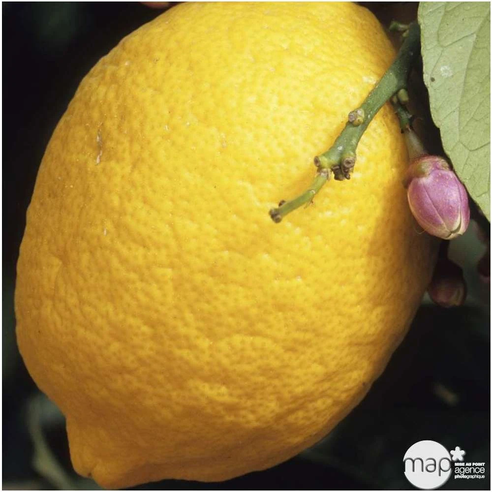 Citronnier 4 Saisons XXL : C5L 3 Citronnier 4 Saisons XXL : C5L