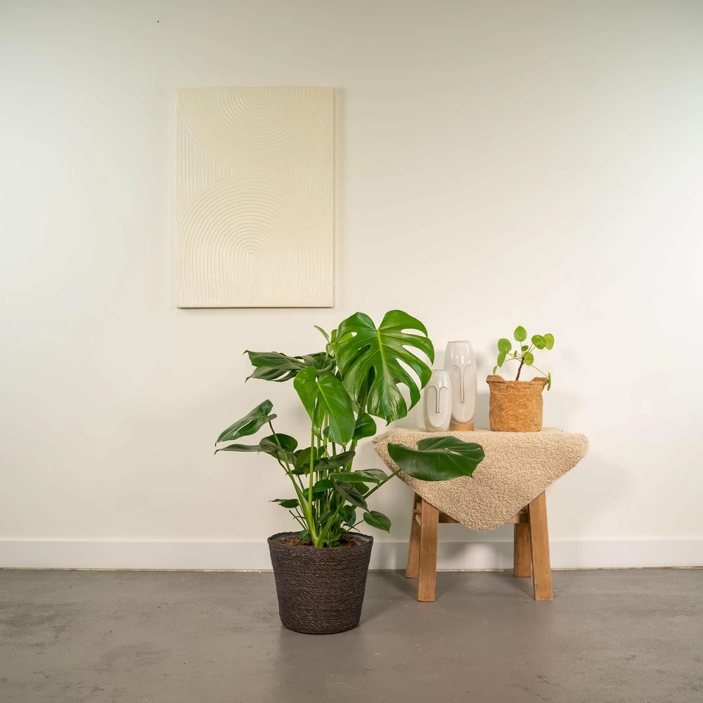 Delicious Monstera Et Son Panier Noir - H80cm, ø21cm - Plante D'intérieur 4 Delicious Monstera Et Son Panier Noir - H80cm, ø21cm - Plante D'intérieur – Image 2