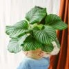Plante D'intérieur - Calathea Orbifolia L 70cm -Jardinoux Soldes Magasin 6377dd852cf688.50011714