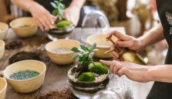 Plante D'intérieur - Zamioculcas Zamiifolia L 65cm -Jardinoux Soldes Magasin 6377ddad590f72.63345517