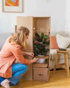 Plante D'intérieur - Zamioculcas Zamiifolia L 65cm -Jardinoux Soldes Magasin 6377ddad5e3bc9.45712714