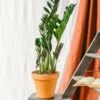 Plante D'intérieur - Zamioculcas Zamiifolia L 65cm -Jardinoux Soldes Magasin 6377ddad69aac4.55036290