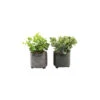 Plante Succulente Artificielle En Pot émaillé (lot De 2) 1 Plante Succulente Artificielle En Pot émaillé (lot De 2) -Jardinoux Soldes Magasin 63dd4fab74b249.00690017