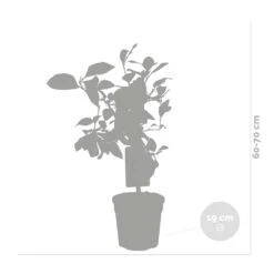 Citrus Limon - Citronnier - Arbre Fruitier - Persistant - ⌀19 Cm - ↕60-70 Cm -Jardinoux Soldes Magasin 63eb9122569ca4.52964047