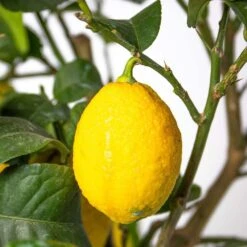 Citrus Limon - Citronnier - Arbre Fruitier - Persistant - ⌀19 Cm - ↕60-70 Cm -Jardinoux Soldes Magasin 63eb91225a4171.66117877