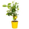 Citrus Limon - Citronnier - Arbre Fruitier - Persistant - ⌀19 Cm - ↕60-70 Cm -Jardinoux Soldes Magasin 63eb912262b5e2.78878530