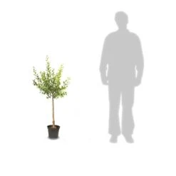 Pommier Pumila Reinette Clochard/pot De 10l - Gobelet 2 Ans 7 Pommier Pumila Reinette Clochard/pot De 10l - Gobelet 2 Ans -Jardinoux Soldes Magasin 63ed2f3ac49100.49693536