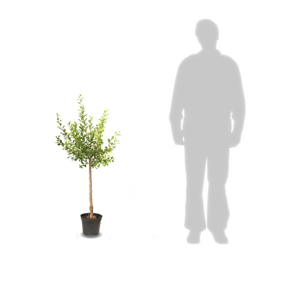 Pommier Pumila Reinette Clochard/pot De 10l - Gobelet 2 Ans 5 Pommier Pumila Reinette Clochard/pot De 10l - Gobelet 2 Ans – Image 3