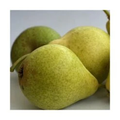 Poirier Communis Bon Chretien William/pot De 10l - Gobelet 2 Ans 9 Poirier Communis Bon Chretien William/pot De 10l - Gobelet 2 Ans -Jardinoux Soldes Magasin 63f4d1ec096f51.86396395