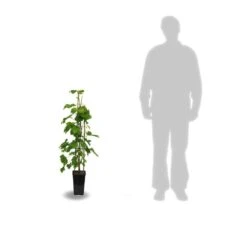 Jardinoux Soldes Magasin -Jardinoux Soldes Magasin 63f4d1f606ac93.94245876