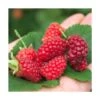 Mûre Tayberry Bounty Berry 'yantay'/pot De 3l - Echelle Bambou 60/120 Cm 2 Mûre Tayberry Bounty Berry 'yantay'/pot De 3l - Echelle Bambou 60/120 Cm -Jardinoux Soldes Magasin 63f4d2139b7ef5.91486978