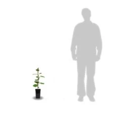 Kiwi Chinensis Jenny (autofertile)/pot De 1,5l - 20/50 Cm -Jardinoux Soldes Magasin 63f4d2189cb714.50355777