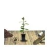 Kiwi Chinensis Jenny (autofertile)/pot De 1,5l - 20/50 Cm -Jardinoux Soldes Magasin 63f4d218a3aef5.57250180
