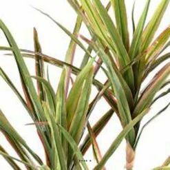 Dracaena Artificiel 3 Troncs En Pot H 190 Cm Vert-rose - Choisissez Votre Hauteu -Jardinoux Soldes Magasin 63f6080eed8fa5.04248027