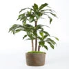 Dracaena Artificiel Fragrans 3 Troncs En Pot H 120 Cm Vert D 60 Cm - Choisissez 2 Dracaena Artificiel Fragrans 3 Troncs En Pot H 120 Cm Vert D 60 Cm - Choisissez -Jardinoux Soldes Magasin 63f608106520c1.57989891