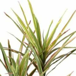 Dracaena Artificiel 3 Troncs En Pot H 140 Cm Vert-rose - Choisissez Votre Hauteu -Jardinoux Soldes Magasin 63f60813341f08.51363090