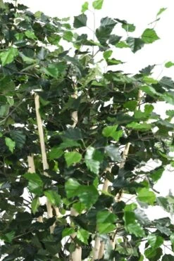 Bouleau Artificiel En Pot, H 210 Cm, D 105 Cm, Feuillage Vert -Jardinoux Soldes Magasin 63f608185ed514.54297461