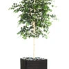 Bouleau Artificiel En Pot, H 210 Cm, D 105 Cm, Feuillage Vert 1 Bouleau Artificiel En Pot, H 210 Cm, D 105 Cm, Feuillage Vert -Jardinoux Soldes Magasin 63f608186d0335.96070708
