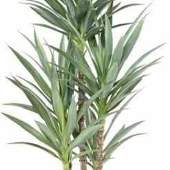 Yucca Artificiel Multitroncs En Pot H 150 Cm Feuillage Plastique 7 Yucca Artificiel Multitroncs En Pot H 150 Cm Feuillage Plastique -Jardinoux Soldes Magasin 63f6081fa7ec67.28473252