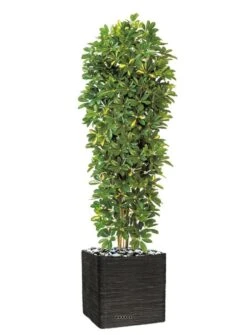 Schefflera Artificiel En Colonne En Pot H 195 Cm Vert-jaune -Jardinoux Soldes Magasin 63f608216a0e34.06117186